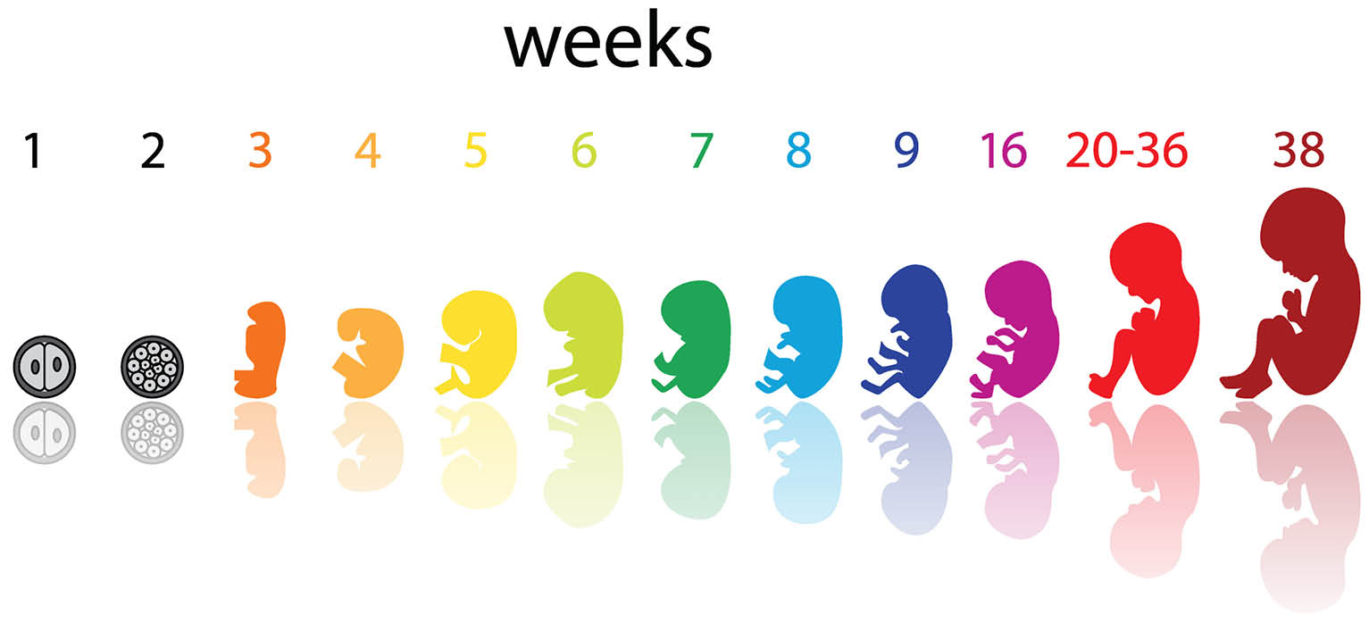 Life_Issue_fetal_development_page_graphic_b