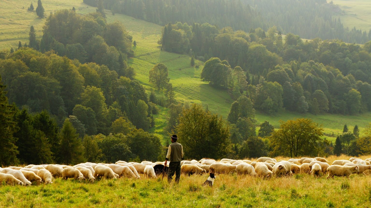 Sheep Need a Shepherd Lutherans For Life