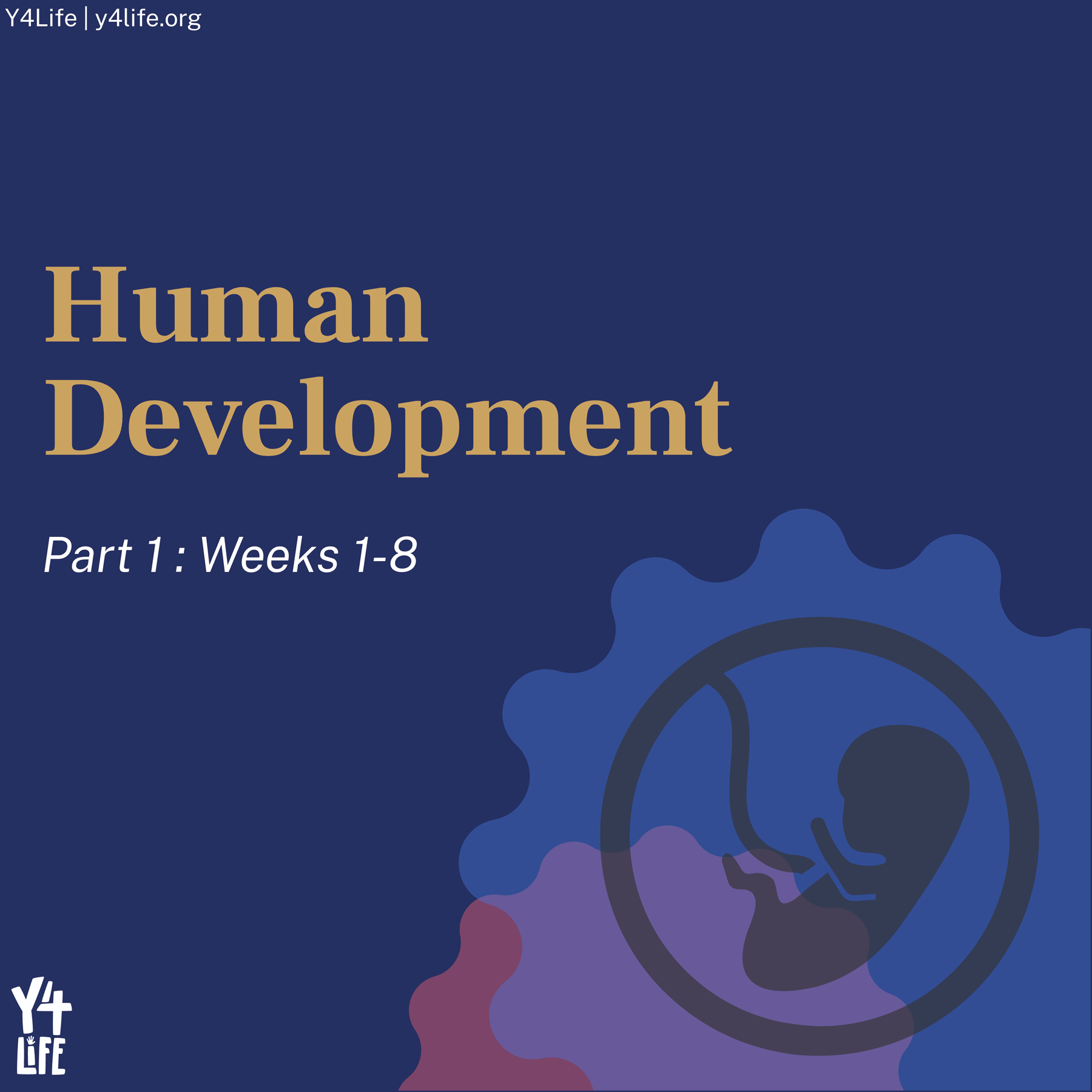 Human Development | Part 1: Weeks 1-8 - A Y4Life Infographic Booklet
