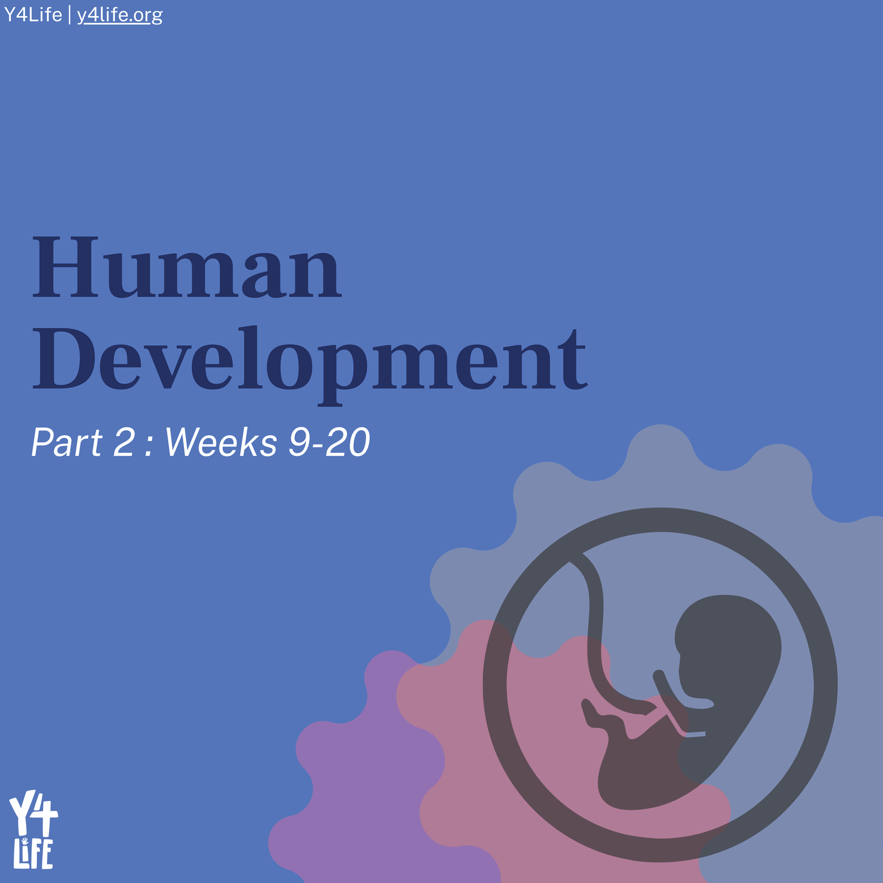 Human Development | Part 2: Weeks 9-20 - A Y4Life Infographic Booklet