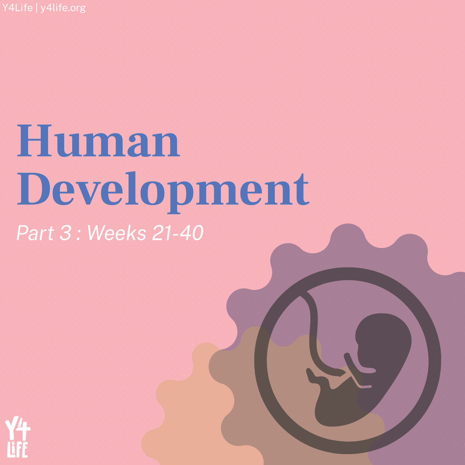 Human Development | Part 3: Weeks 21-40 – A Y4Life Infographic Booklet