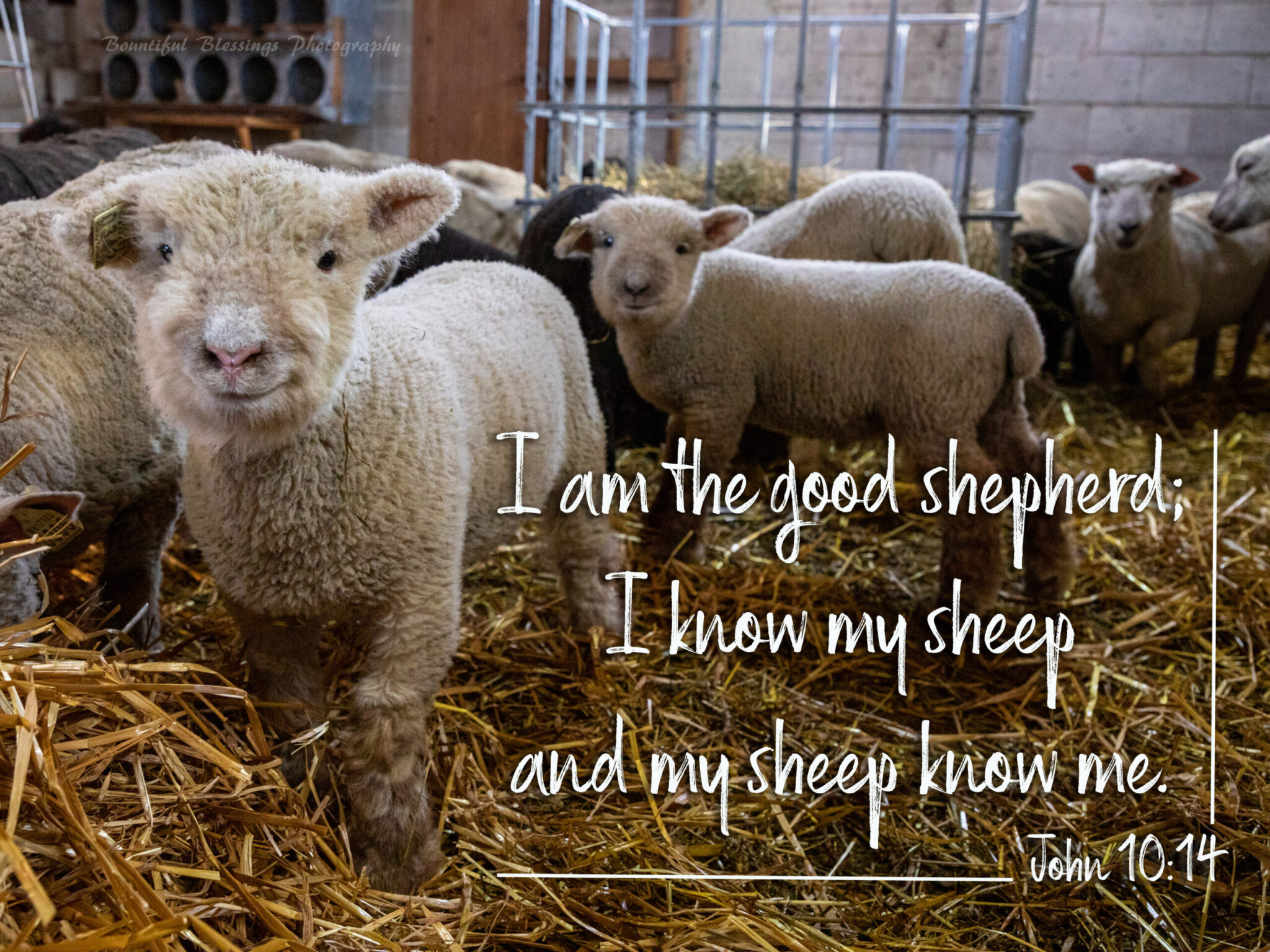 Know the Voice of Your Shepherd Jesus! - Lutherans For Life